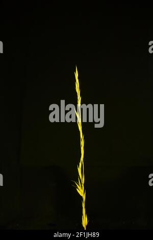 una lama di erba con testa di semina con luce gialla e isolato su uno sfondo nero Foto Stock