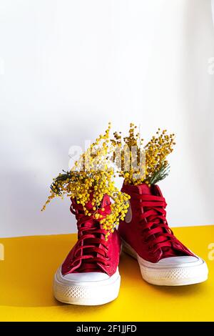 Creatività, composizione primaverile. Mimosa fiori bouquet in sneakers rosso, utilizzare al posto di un vaso. Scena trendy di vita still su uno sfondo giallo-bianco con Foto Stock