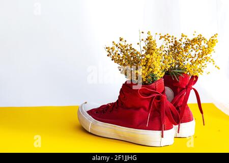 Creatività, composizione primaverile. Mimosa fiori bouquet in sneakers rosso, utilizzare al posto di un vaso. Scena trendy di vita still su uno sfondo giallo-bianco con Foto Stock