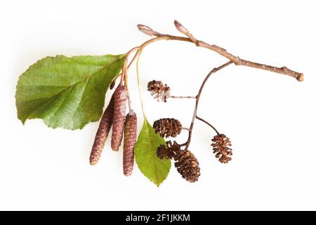 Un ramo di foglie di ontano, focaccine e coni verdi isolati su sfondo bianco con percorso di taglio che non include ombra. Ramo di Foto Stock