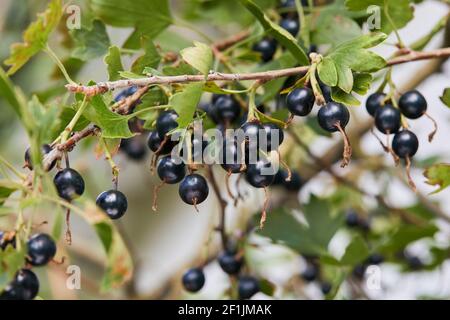 Jostaberry. Ibrido di un'uva spina e ribes. Bel ramo con bacche e foglie mature Foto Stock