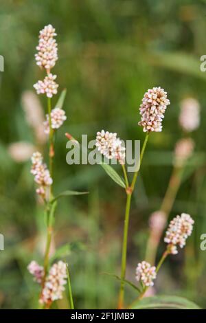 Polygonum lapaatifolium, pale Persicaria, Persicaria lapaatifolia cresce in un campo tra le colture agricole. Foto Stock