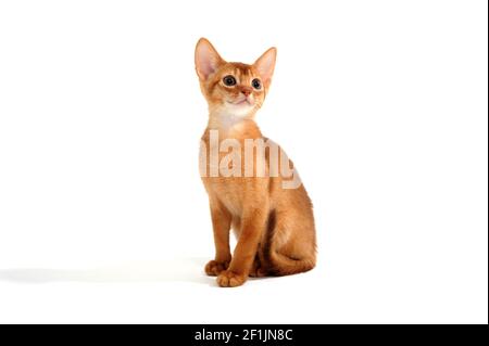 Il gatto rosso abissino si siede su uno sfondo bianco Foto Stock