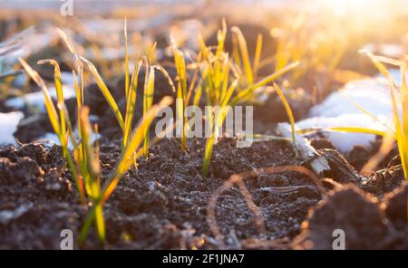 Foglie congelate di grano invernale in primavera, sole del mattino e neve su un campo con raccolti. Foto Stock
