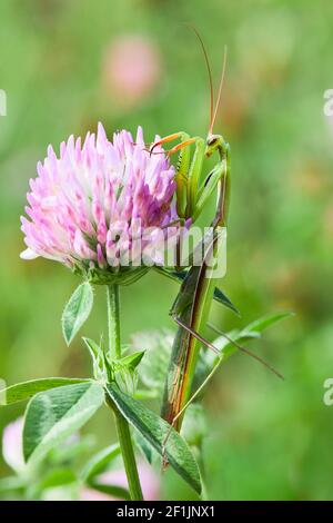 Macro di Mantis europei femminili o Mantis in preghiera, Mantis Religiosa. Mantis verde di preghiera. È seduta su un fiore di trifoglio rosa Foto Stock