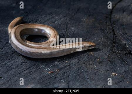 Closeup di slowworm, noto anche come blindworm, (Anguis fragilis) una lucertola senza legione su un ceppo di albero. Foto Stock