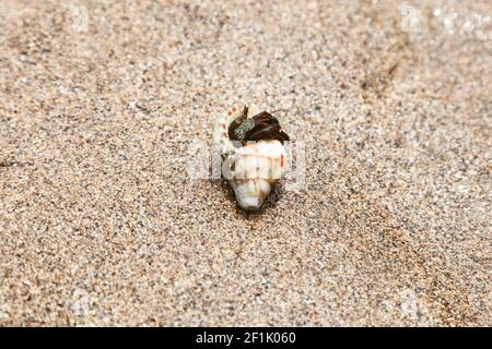 Sea Hermit Crab in Spagna Foto Stock