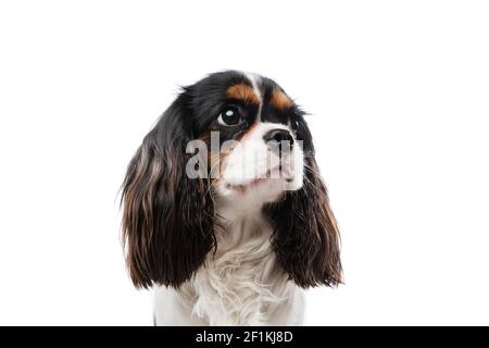 Primo piano ritratto di re charles spaniel cane isolato su sfondo bianco. Foto Stock
