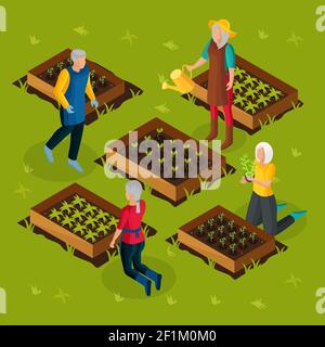 Pensionati isometrici che lavorano in giardino modello con i pensionati in crescita e coltivando piante diverse ortaggi illustrazione vettoriale Illustrazione Vettoriale