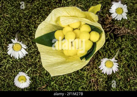 Composizione di margherite e mazzo di mimosa su muschio verde Foto Stock