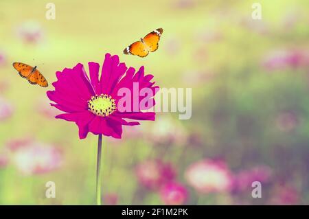 Fiore di cosmo rosa (Cosmos Bipinnatus) con sfondo sfocato Foto Stock