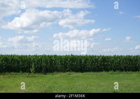 Piante di mais su un terreno agricolo. Terreni agricoli. Granturco crescente. Agro-paesaggio. Foto Stock