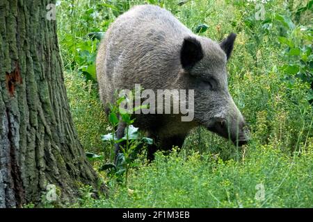 Animale selvatico nella foresta cinghiale (Sus Scrofa) Germania Foto Stock