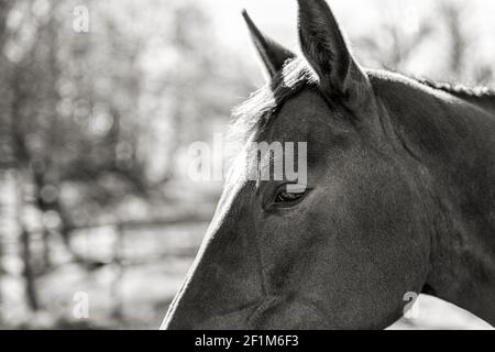 Close-up di testa di cavallo Foto Stock