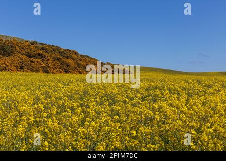 Campo giallo di fiori di colza, St.Abbs, Scozia Foto Stock