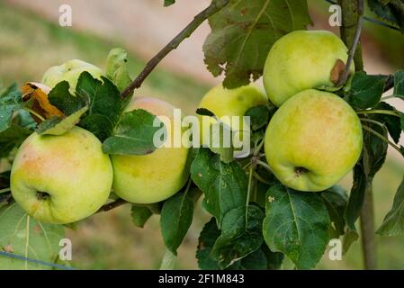 Mele biologiche che maturano su un albero di frutta in un frutteto Foto Stock