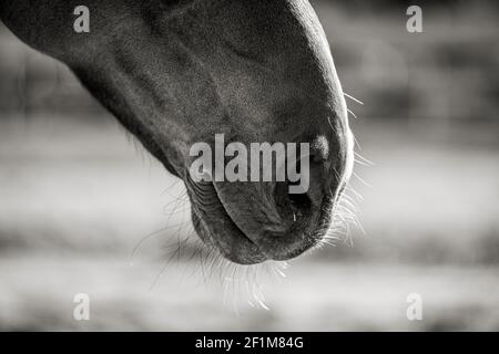 Close-up di testa di cavallo Foto Stock