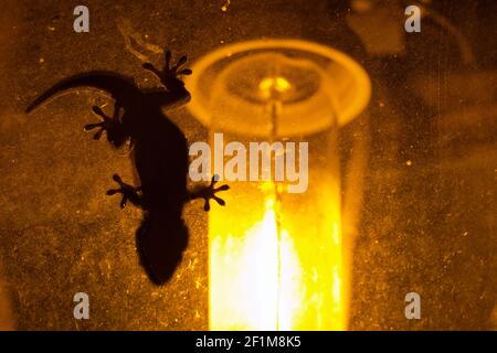 Silhouette di un gecko in una lampada da strada Foto Stock