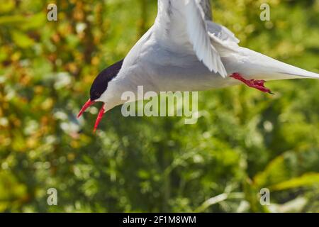 Una Tern artica, Sterna paradisaea, che difende il suo territorio di nidificazione dai visitatori, nell'interno di Farne, nelle Isole Farne, nel Northumberland, in Gran Bretagna. Foto Stock