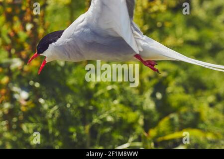 Una Tern artica, Sterna paradisaea, che difende il suo territorio di nidificazione dai visitatori, nell'interno di Farne, nelle Isole Farne, nel Northumberland, in Gran Bretagna. Foto Stock