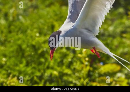 Una Tern artica, Sterna paradisaea, che difende il suo territorio di nidificazione dai visitatori, nell'interno di Farne, nelle Isole Farne, nel Northumberland, in Gran Bretagna. Foto Stock