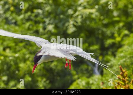 Una Tern artica, Sterna paradisaea, che difende il suo territorio di nidificazione dai visitatori, nell'interno di Farne, nelle Isole Farne, nel Northumberland, in Gran Bretagna. Foto Stock