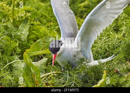 Una Tern artica, Sterna paradisaea, che difende il suo territorio di nidificazione dai visitatori, nell'interno di Farne, nelle Isole Farne, nel Northumberland, in Gran Bretagna. Foto Stock