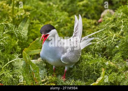 Una Tern artica, Sterna paradisaea, che difende il suo territorio di nidificazione dai visitatori, nell'interno di Farne, nelle Isole Farne, nel Northumberland, in Gran Bretagna. Foto Stock