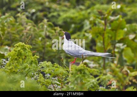 Una Tern artica, Sterna paradisaea, che difende il suo territorio di nidificazione dai visitatori, nell'interno di Farne, nelle Isole Farne, nel Northumberland, in Gran Bretagna. Foto Stock