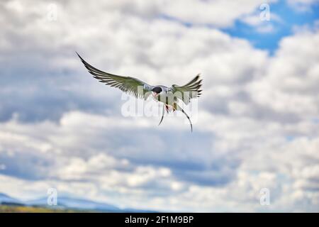 Una Tern artica, Sterna paradisaea, che difende il suo territorio di nidificazione dai visitatori, nell'interno di Farne, nelle Isole Farne, nel Northumberland, in Gran Bretagna. Foto Stock