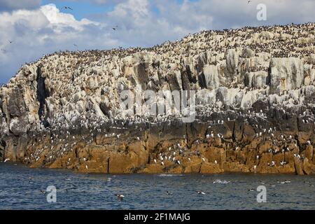 Folle di Guillemots, Uria aalge, nidificazione durante l'estate, sulle rocce di Staple Island, nelle Isole Farne, Northumberland, Inghilterra, Gran Bretagna. Foto Stock