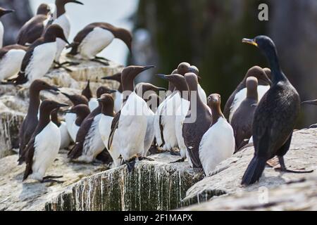 Folle di Guillemots, Uria aalge, nidificazione durante l'estate, sulle rocce di Staple Island, nelle Isole Farne, Northumberland, Inghilterra, Gran Bretagna. Foto Stock