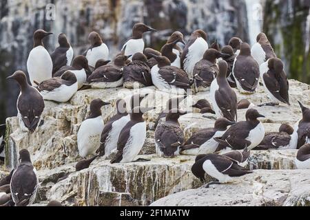 Folle di Guillemots, Uria aalge, nidificazione durante l'estate, sulle rocce di Staple Island, nelle Isole Farne, Northumberland, Inghilterra, Gran Bretagna. Foto Stock