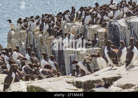 Folle di Guillemots, Uria aalge, nidificazione durante l'estate, sulle rocce di Staple Island, nelle Isole Farne, Northumberland, Inghilterra, Gran Bretagna. Foto Stock