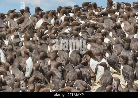 Folle di Guillemots, Uria aalge, nidificazione durante l'estate, sulle rocce di Staple Island, nelle Isole Farne, Northumberland, Inghilterra, Gran Bretagna. Foto Stock