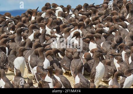 Folle di Guillemots, Uria aalge, nidificazione durante l'estate, sulle rocce di Staple Island, nelle Isole Farne, Northumberland, Inghilterra, Gran Bretagna. Foto Stock