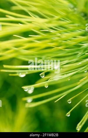 Foglie di pino con gocce. Foto Stock