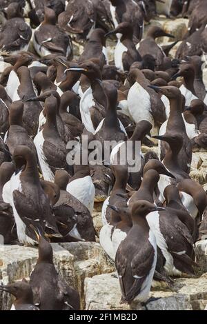 Folle di Guillemots, Uria aalge, nidificazione durante l'estate, sulle rocce di Staple Island, nelle Isole Farne, Northumberland, Inghilterra, Gran Bretagna. Foto Stock