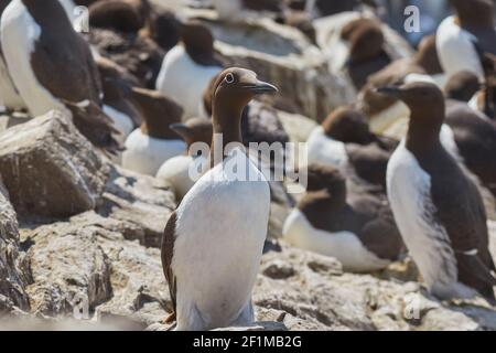 Folle di Guillemots, Uria aalge, nidificazione durante l'estate, sulle rocce di Staple Island, nelle Isole Farne, Northumberland, Inghilterra, Gran Bretagna. Foto Stock