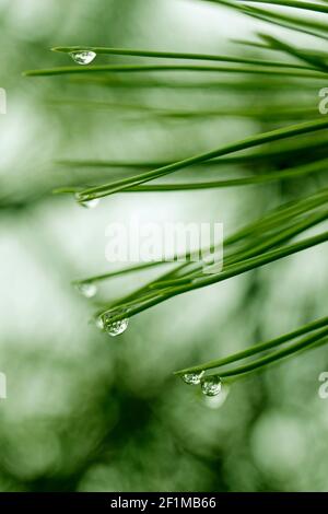 Foglie di pino con gocce. Foto Stock