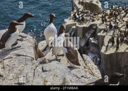 Guillemots, uria aalge, più shags, Razorbills e kittiwakes, nidificanti sulle scogliere di Inner Farne, nelle Isole Farne, Northumberland, Inghilterra. Foto Stock