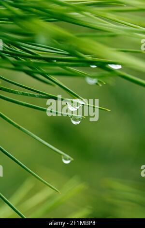 Foglie di pino con gocce. Foto Stock