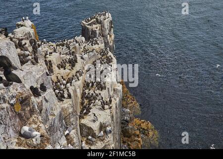 Guillemots, uria aalge, più shags, Razorbills e kittiwakes, nidificanti sulle scogliere di Inner Farne, nelle Isole Farne, Northumberland, Inghilterra. Foto Stock