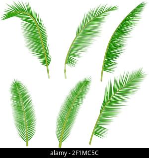 collezione di foglie di palma tropicali Illustrazione Vettoriale