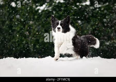 Nero e bianco bordo Collie Dog corre in neve durante la nevicata nel giardino. Sheepdog gode di clima freddo. Foto Stock