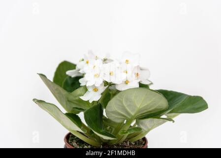 Saintpaulia varietà di Emerald City S. Sorano con fiori bellissimi. Viola bianco in vaso su bianco. Foto Stock