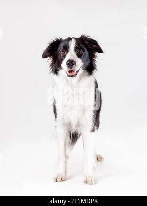 Ritratto isolato di bordo collie razza cane di nero e. colore bianco su sfondo bianco Foto Stock