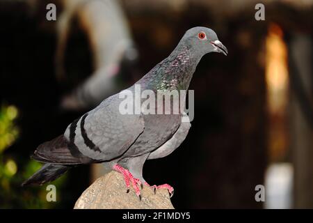 Primo piano di un uccello piccione seduto su una roccia , india . concetto di uccello piccione simbolo di pace e purezza, l'uccello piccione è il vettore messaggero Foto Stock