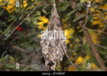 L'uccello di Robin e il nido di colibrì costruito su un ramo di albero, india . Nido d'uccello Foto Stock