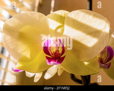 Closeup di bel fiore giallo-rosso orchidea (Orchidea) con ombra da ciechi contro il sole Foto Stock